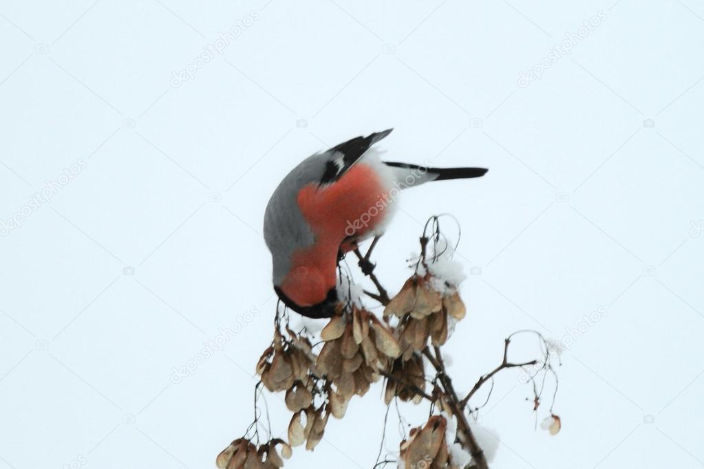 Bullfinch eating seeds on a branch