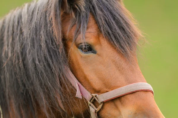 Brown cavalo closeup retrato — Fotografia de Stock