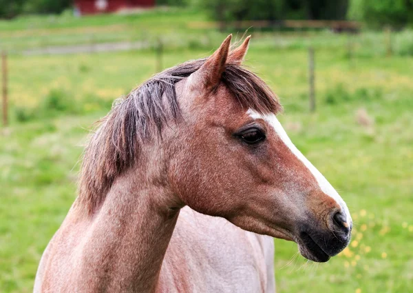 Retrato de perfil de caballo marrón claro —  Fotos de Stock