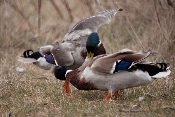 Mallard lucha — Foto de Stock