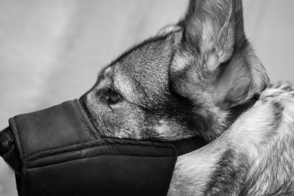 Cão pastor alemão amordaçado — Fotografia de Stock