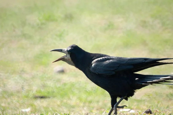 Skrikande rook — Stockfoto