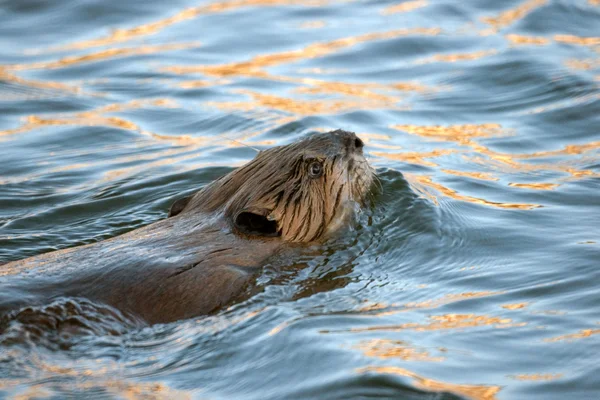 Zwemmen beaver — Stockfoto