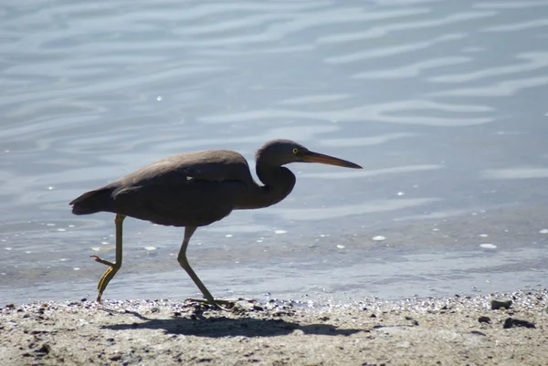 Garza del arrecife del Pacífico en fuga — Foto de Stock