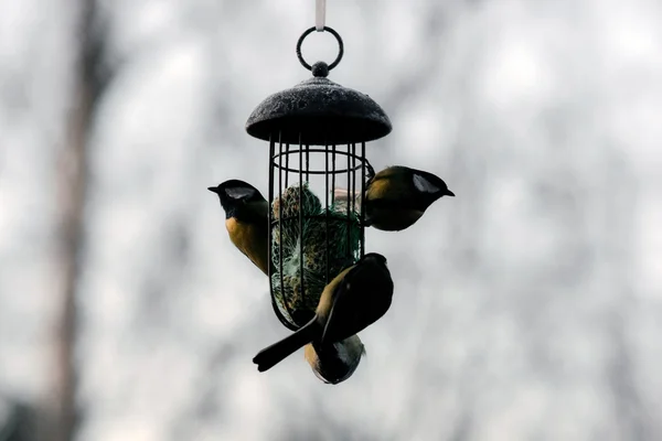 Small birds feeding — Stock Photo, Image