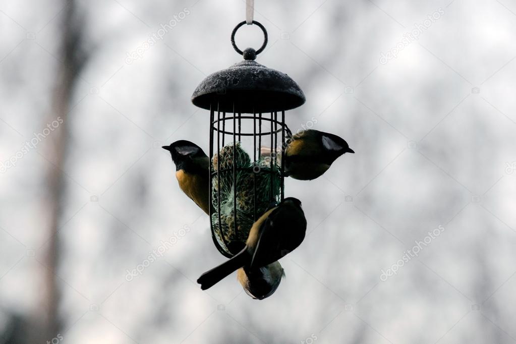 Small birds feeding