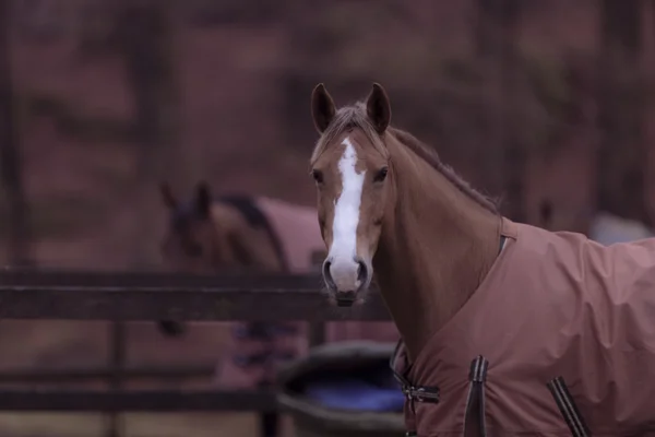 馬用の毛布で馬 — ストック写真