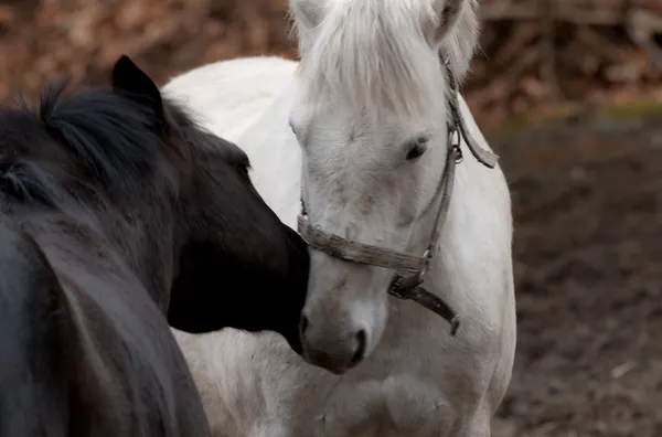 Yin ve yang atlar — Stok fotoğraf