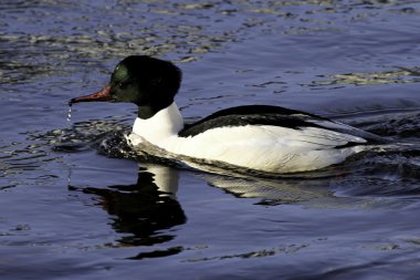 goosander erkek portre