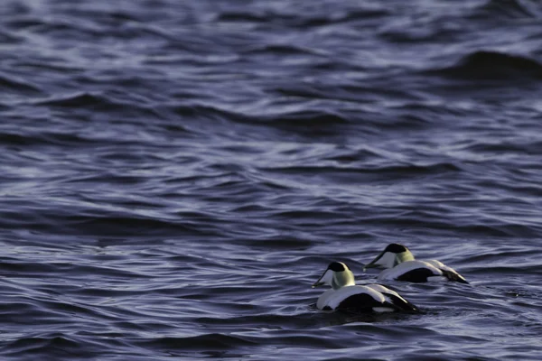 Amigos en el mar — Foto de Stock