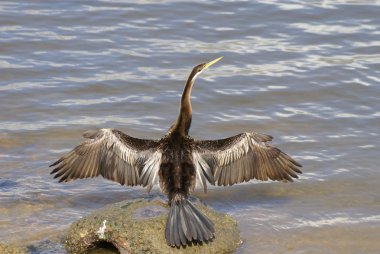 mahmuzlu Pasifik'ten oğlan kanatlarını Yayilim