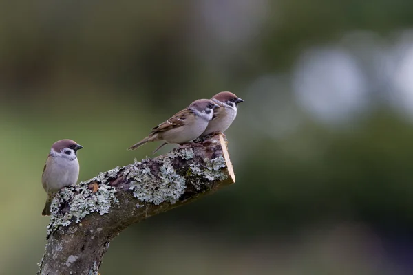 Eurasian tree sparrows on the lookout — Stock Photo, Image