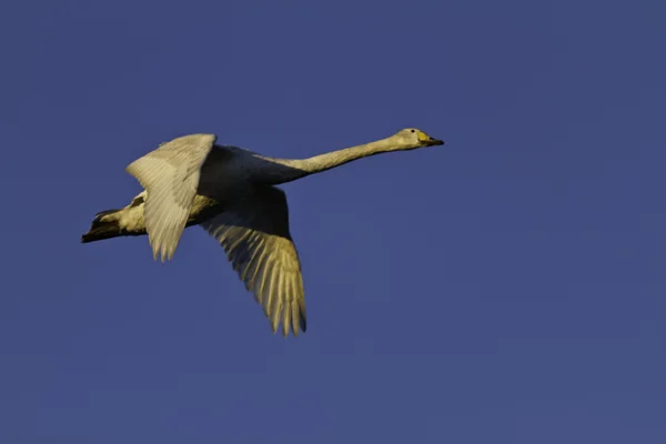 Sångssvan airways — Stockfoto