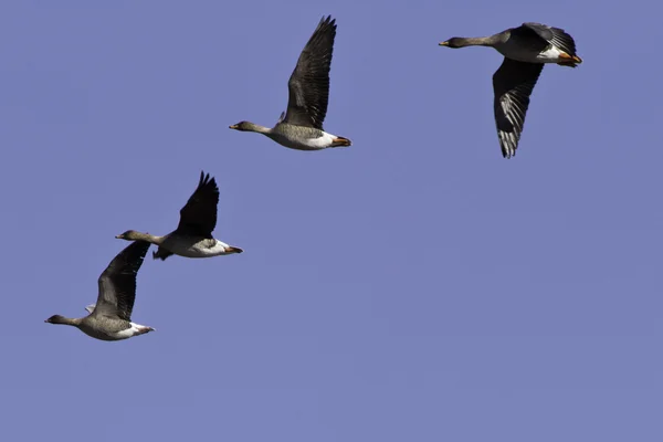 Migración de gansos — Foto de Stock