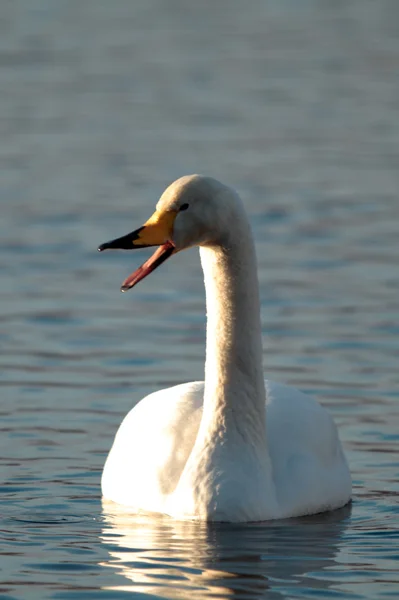 Говоря whooper — стоковое фото