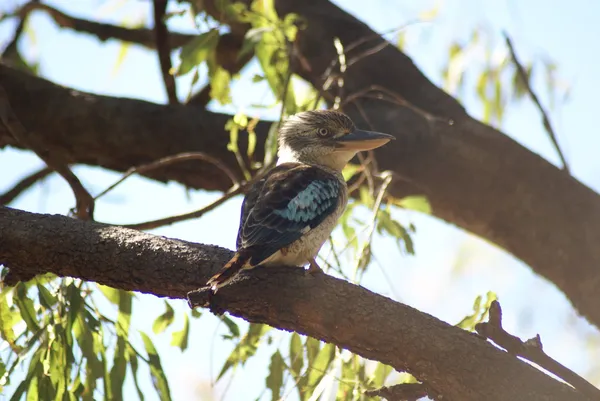 Mulher kookaburra de asas azuis — Fotografia de Stock