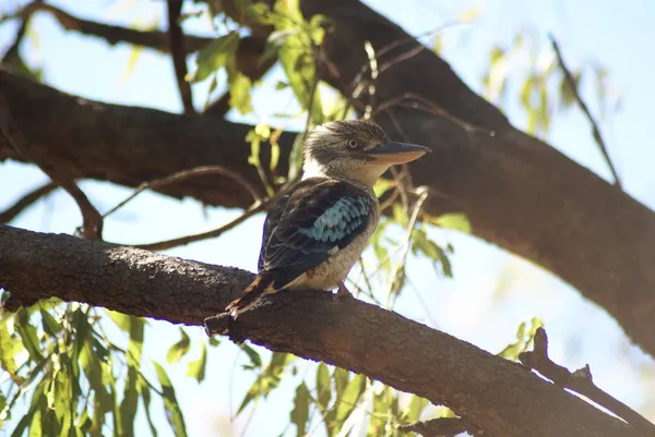 Blue-winged kookaburra female — Stock Photo, Image