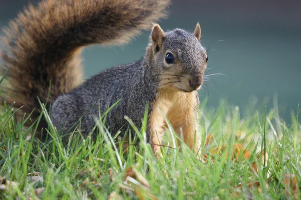 Alert on the ground — Stock Photo, Image