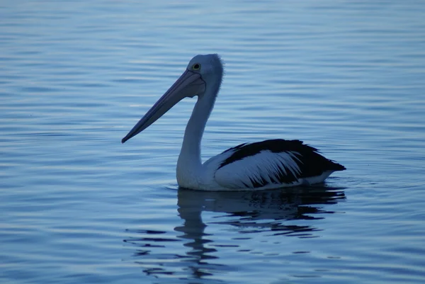 Crucero Peli — Foto de Stock