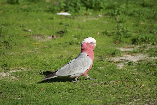 草の上モモイロインコ オウム男性 — ストック写真