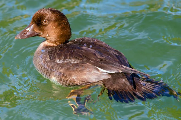Hybrydowy nieletnich kaczka — Zdjęcie stockowe