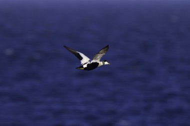 Eider erkek uçuş