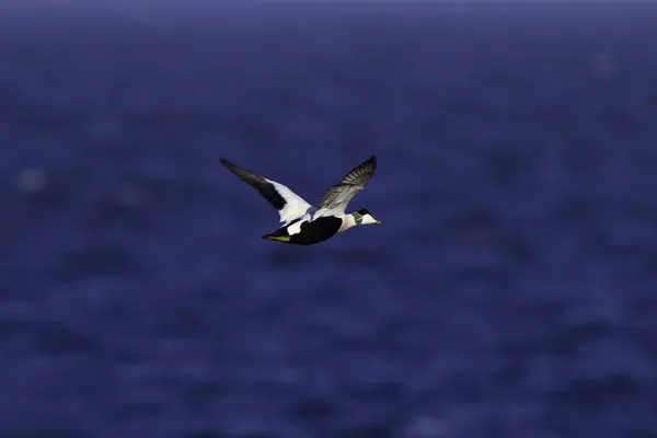 Eider macho en vuelo — Foto de Stock