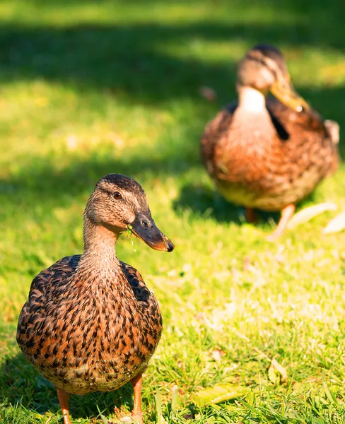 Two female mallards on a lawn — Stock Photo, Image