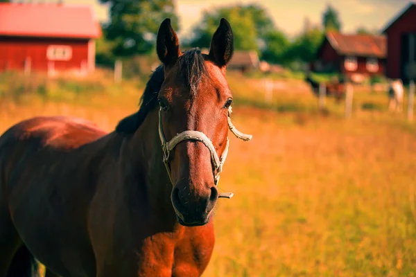 Kastanj häst porträtt i värmen i sommar — Stockfoto