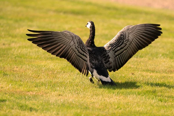 Barnacle goose spreading its wings — Stock Photo, Image