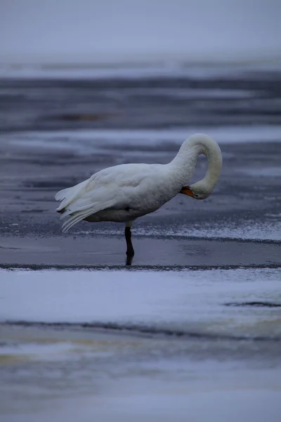 Whooper pętli — Zdjęcie stockowe