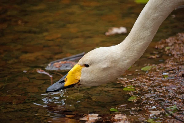 Boire un portrait de cygne chanteur — Photo