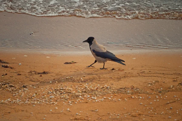 Spacer po plaży ptaków — Zdjęcie stockowe
