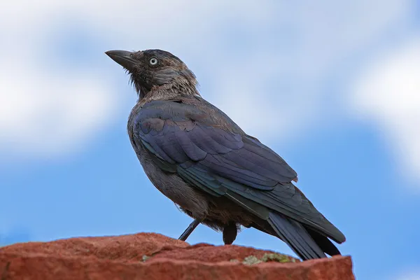 Europeo jackdaw en las rocas — Foto de Stock