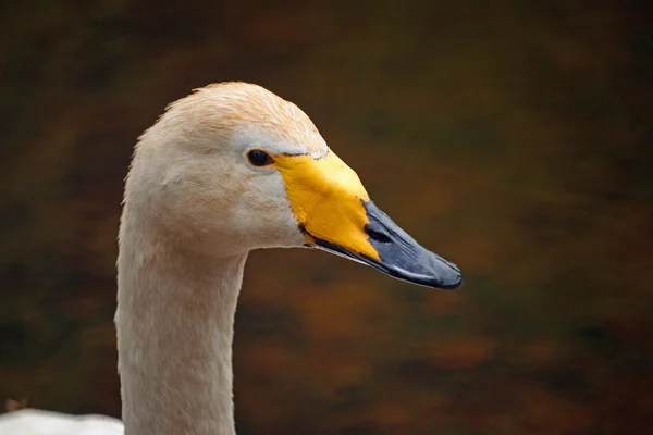 Perfil whooper retrato de cisne —  Fotos de Stock