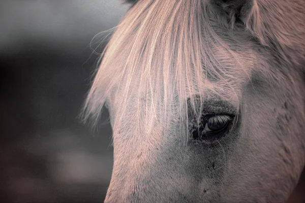 白い馬の部分的な肖像画 — ストック写真