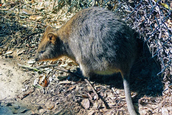 Quokka em perfil — Fotografia de Stock