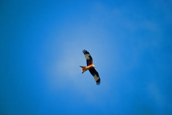 Soaring red kite — Stock Photo, Image