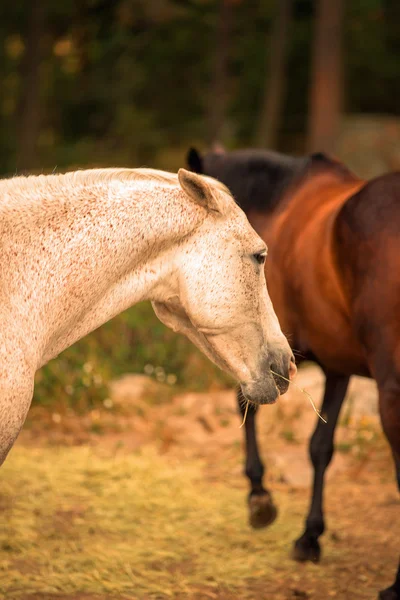 Ein weiterer Imbiss — Stockfoto