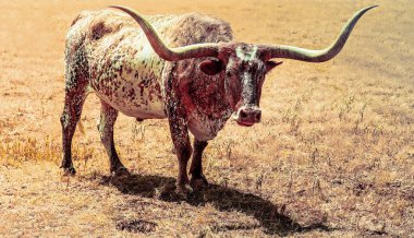 longhorned yaz