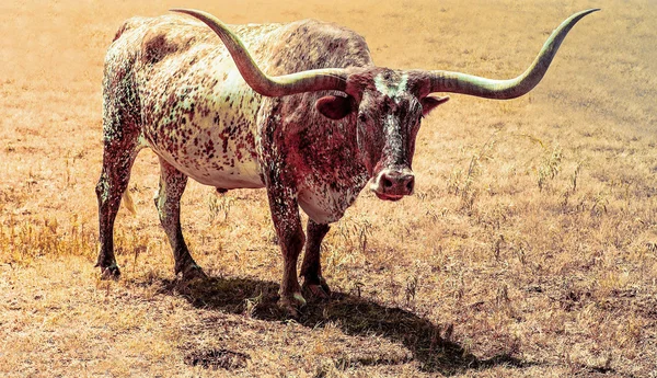 Longhorned yaz — Stok fotoğraf