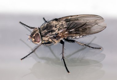 Eve uçmak makro profil görünümü
