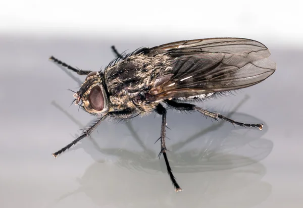 Vista de perfil macro da mosca da casa — Fotografia de Stock