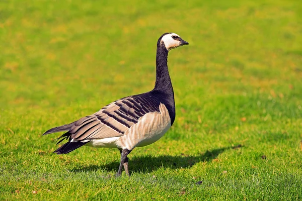 Barnacle goose in profile — Stock Photo, Image