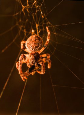 Avrupa Bahçe örümcek besleme makro