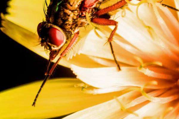 Detalhe de mosca-mosca em uma macro flor amarela — Fotografia de Stock