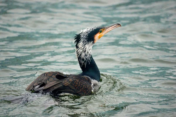 Grand cormoran nageant au large — Photo