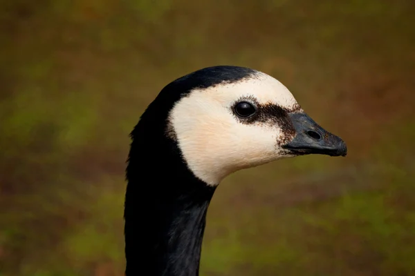 Barnacle goose closeup profile portrait — Stock Photo, Image