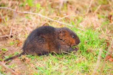 Field vole profile closeup clipart