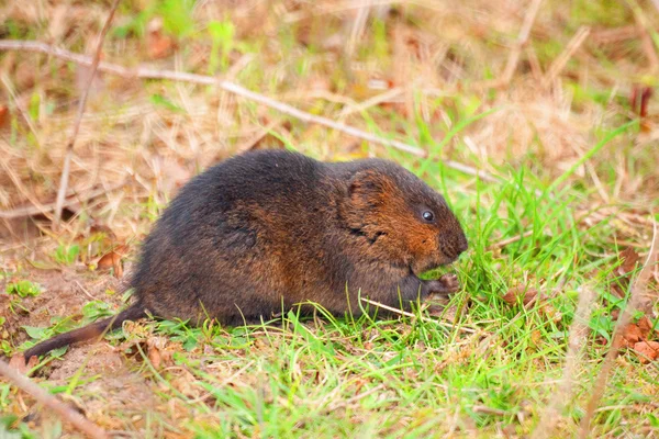 Pole vole profilu closeup — Stock fotografie